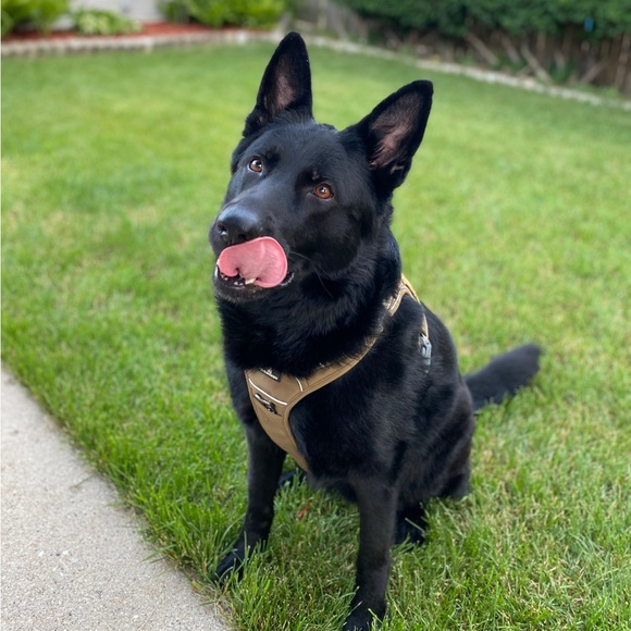 Meet your Posher, Keki - Picture 2 of 5